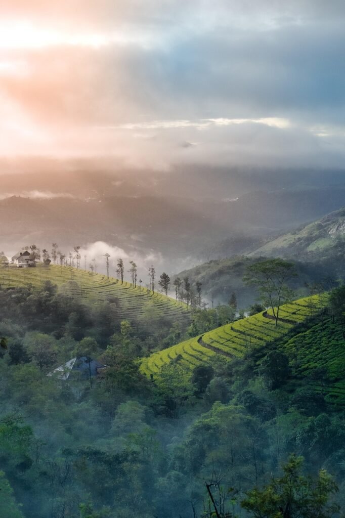 plantation, hills, morning, trees, forest, dawn, mountains, sunrise, nature, landscape, countryside, farm, fog, crops, croplands, aerial photography, altitude, asia, birds eye view, idukki, munnar, kerala, mountain, sun rays, india, munnar, munnar, munnar, munnar, munnar