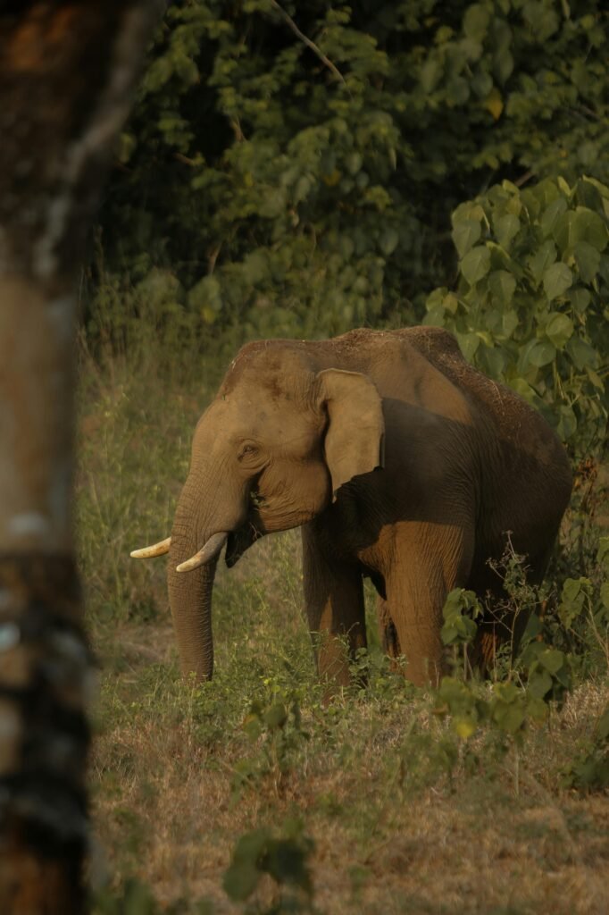 An elephant grazes calmly in the lush forest of Thrissur, India.